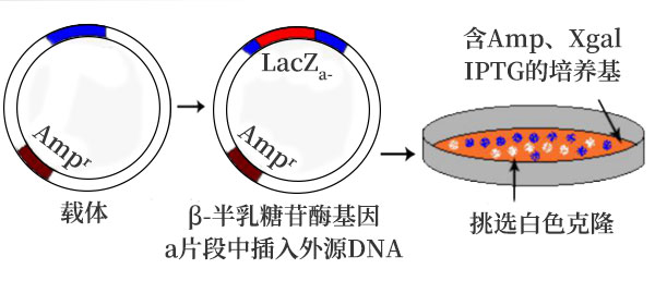 色素篩選 色素篩選