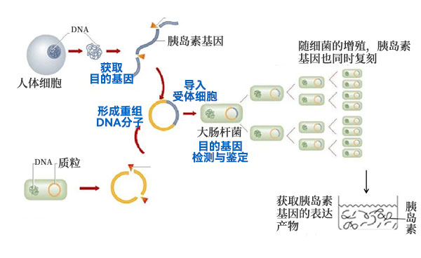 將人胰島素基因轉入大腸杆菌 將人胰島素基因轉入大腸杆菌