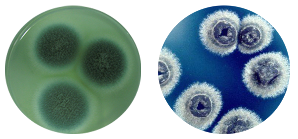 左：青黴素 右：鏈黴素