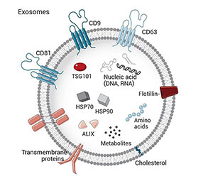 外泌體結構圖 外泌體結構圖
