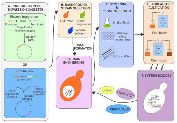 畢赤酵母生產重組蛋白流程圖 畢赤酵母生產重組蛋白流程圖